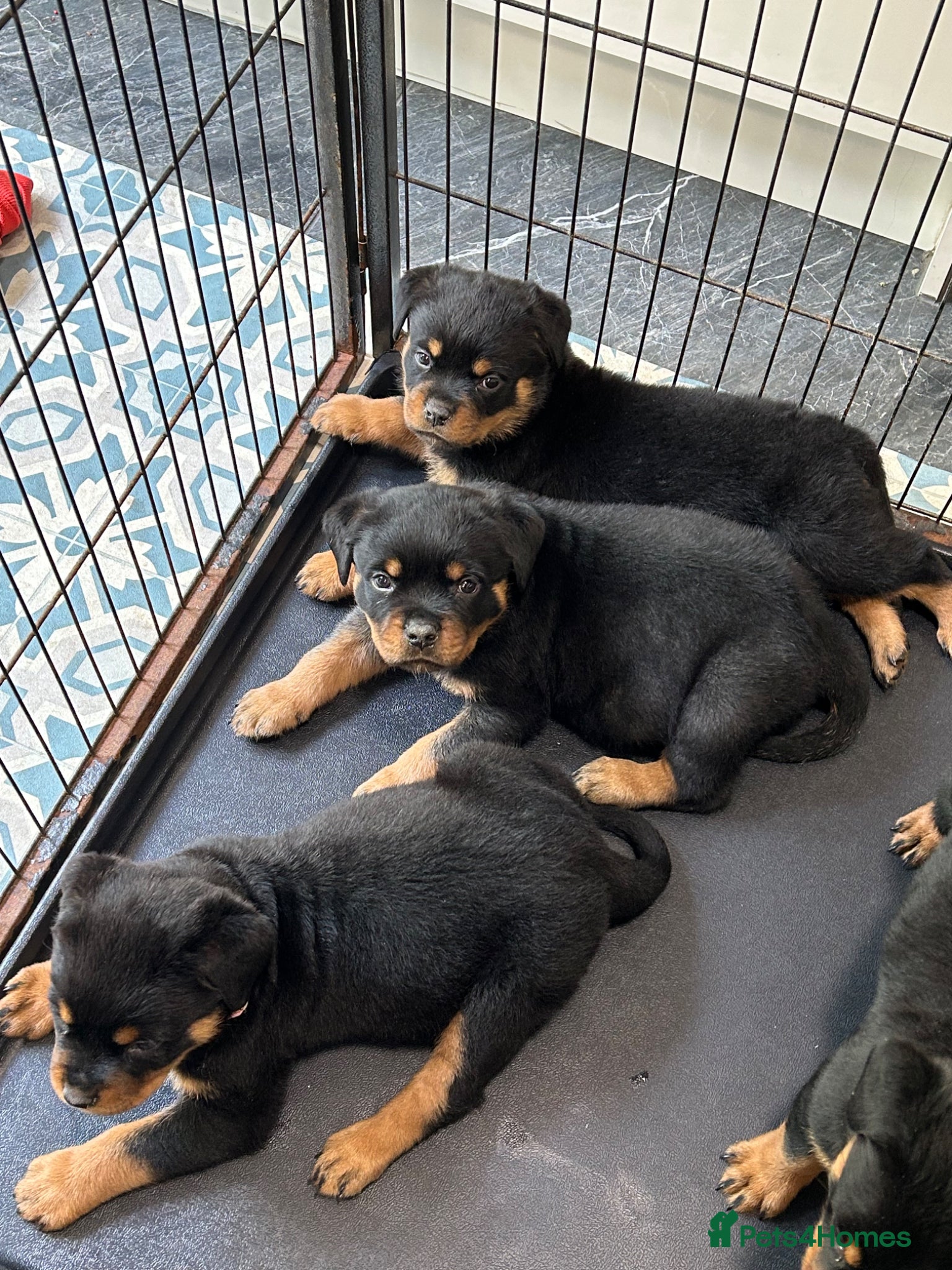 Rottweiler dogs for sale: Rottweiler Puppies  - Advert 8