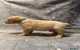 Labrador Retriever dogs for sale: Labrador retriever puppies  - Advert 19