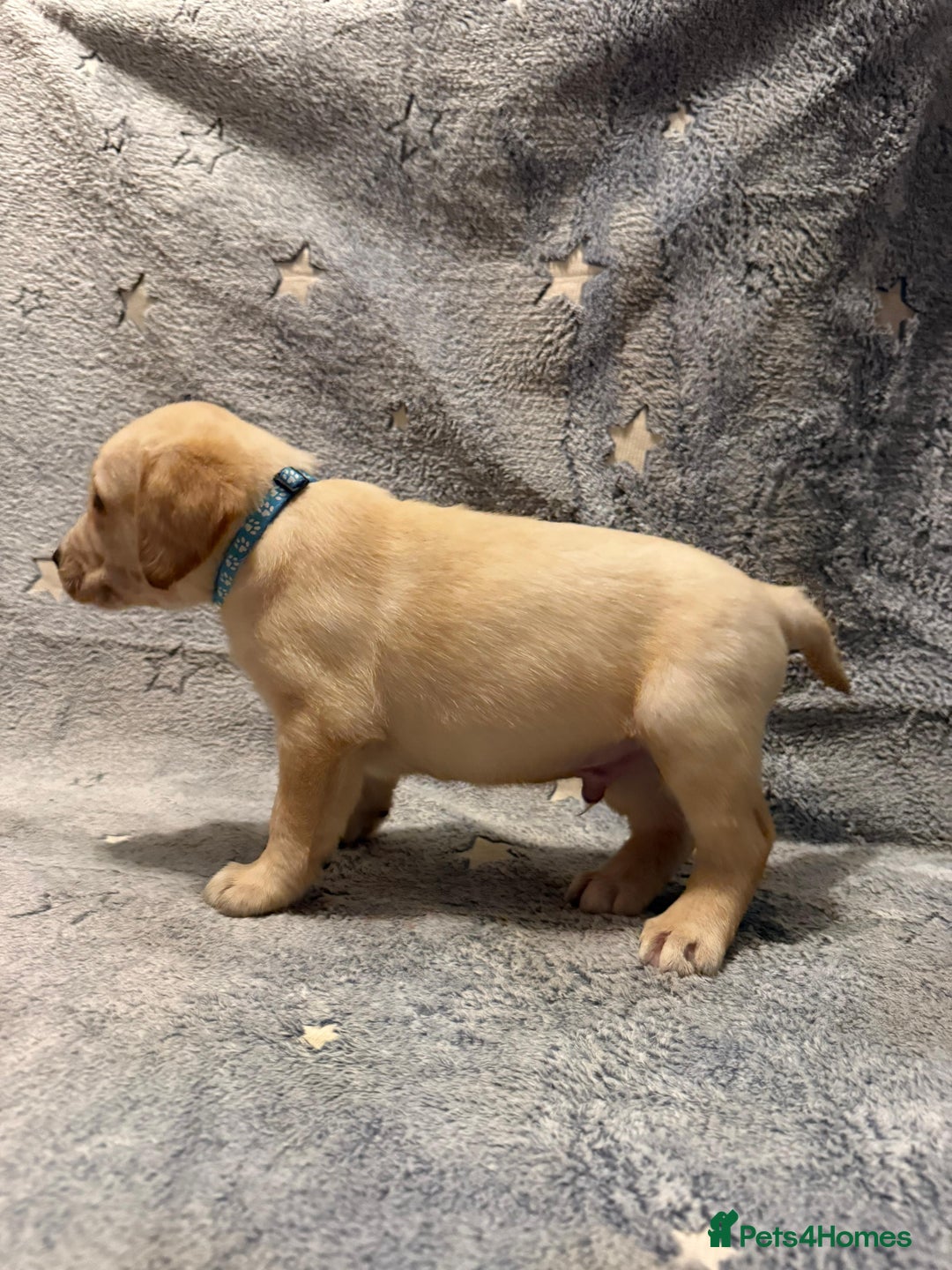 Labrador Retriever dogs for sale: Labrador retriever puppies  - Advert 19