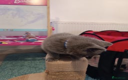 Russian Blue cats for sale: 3 angel's looking for best homes  - Image 15