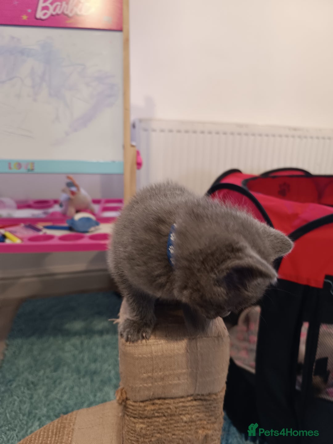 Russian Blue cats for sale: 3 angel's looking for best homes  - Image 15