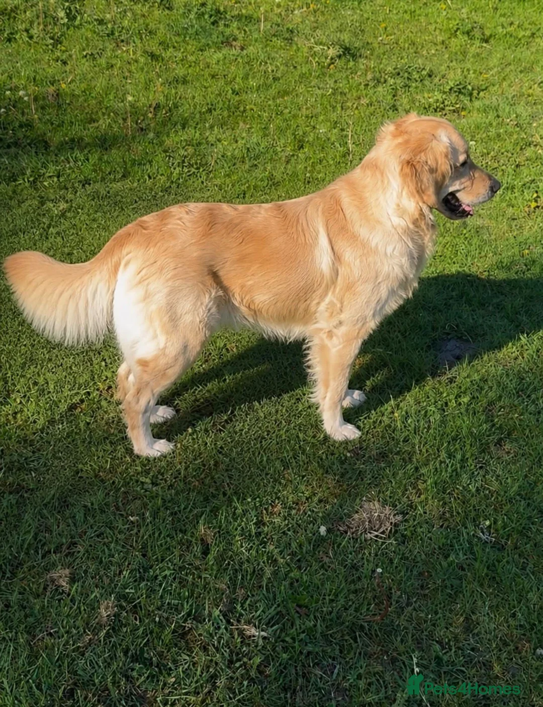 Golden Retriever dogs for sale: Beautiful Golden Retriever - Advert 3