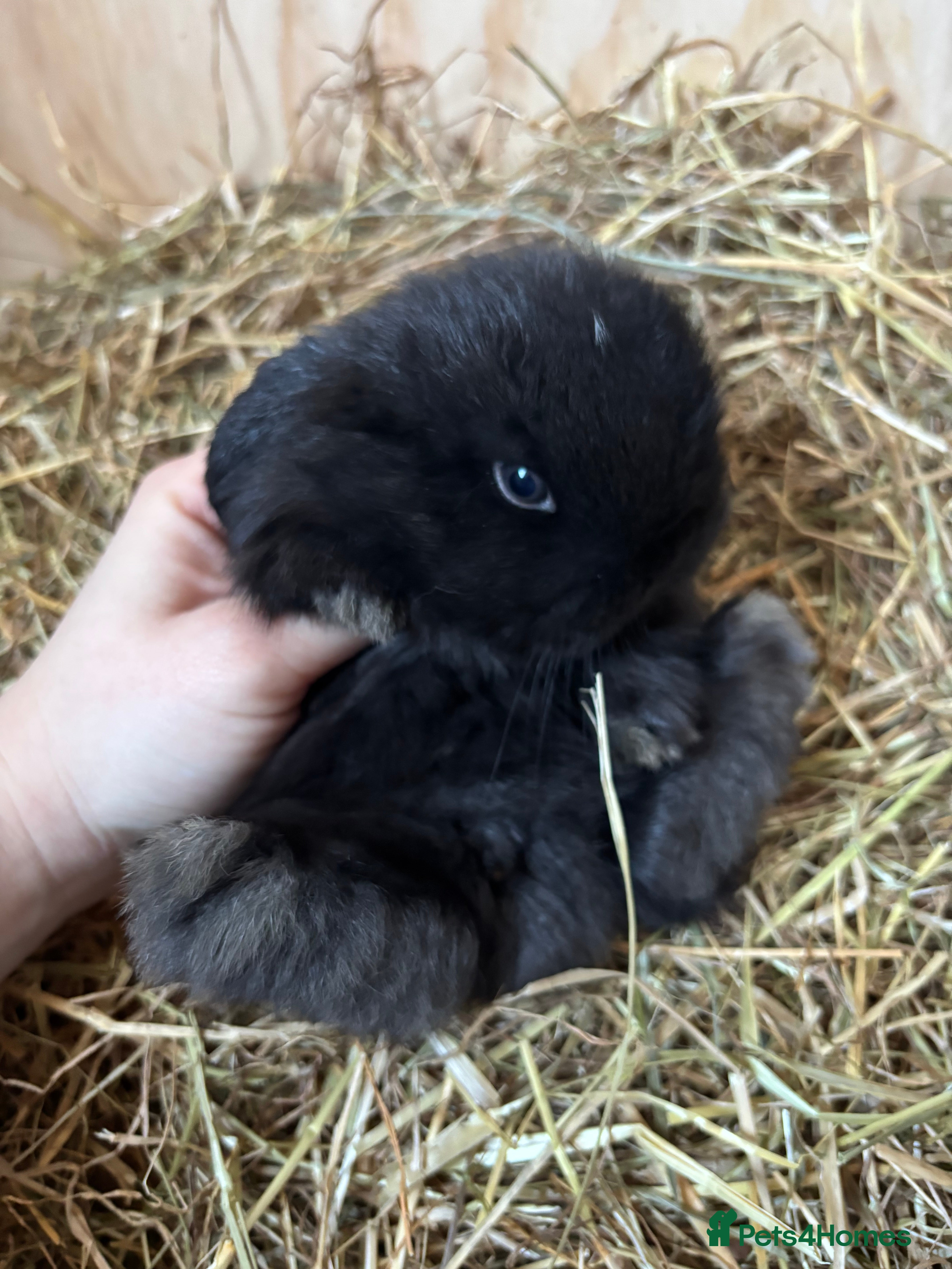 Mini Lop rabbits 🐰Adorable Mini Lops Kits🐰 - Advert 9
