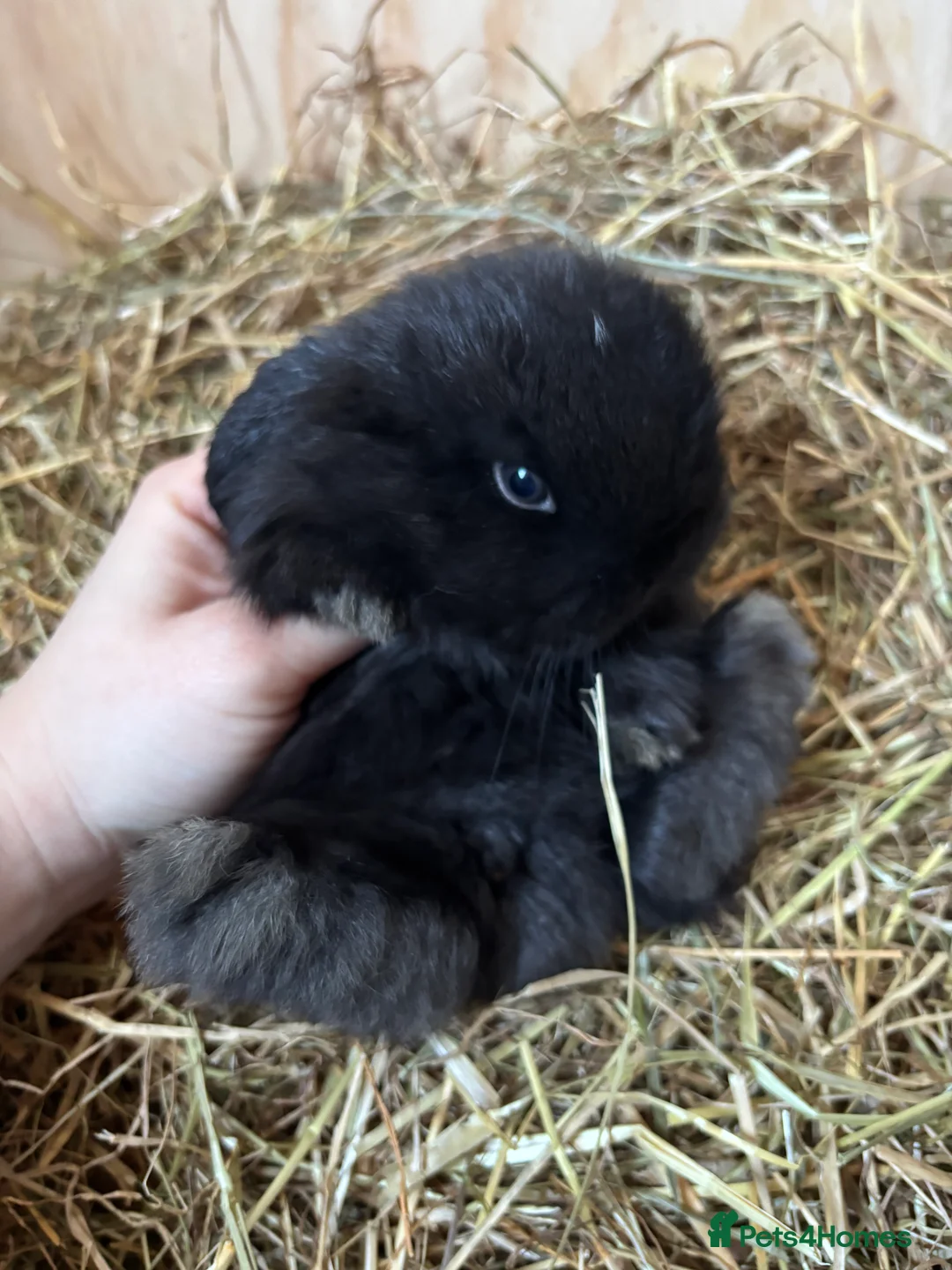 Mini Lop rabbits for sale: 🐰Adorable Mini Lops Kits🐰 - Advert 13