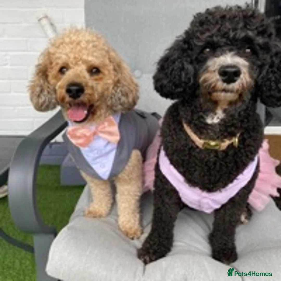 Miniature Poodle dogs for stud: 🏆PROVEN🏆 sable miniature poodle health tested in Havant - Advert 9
