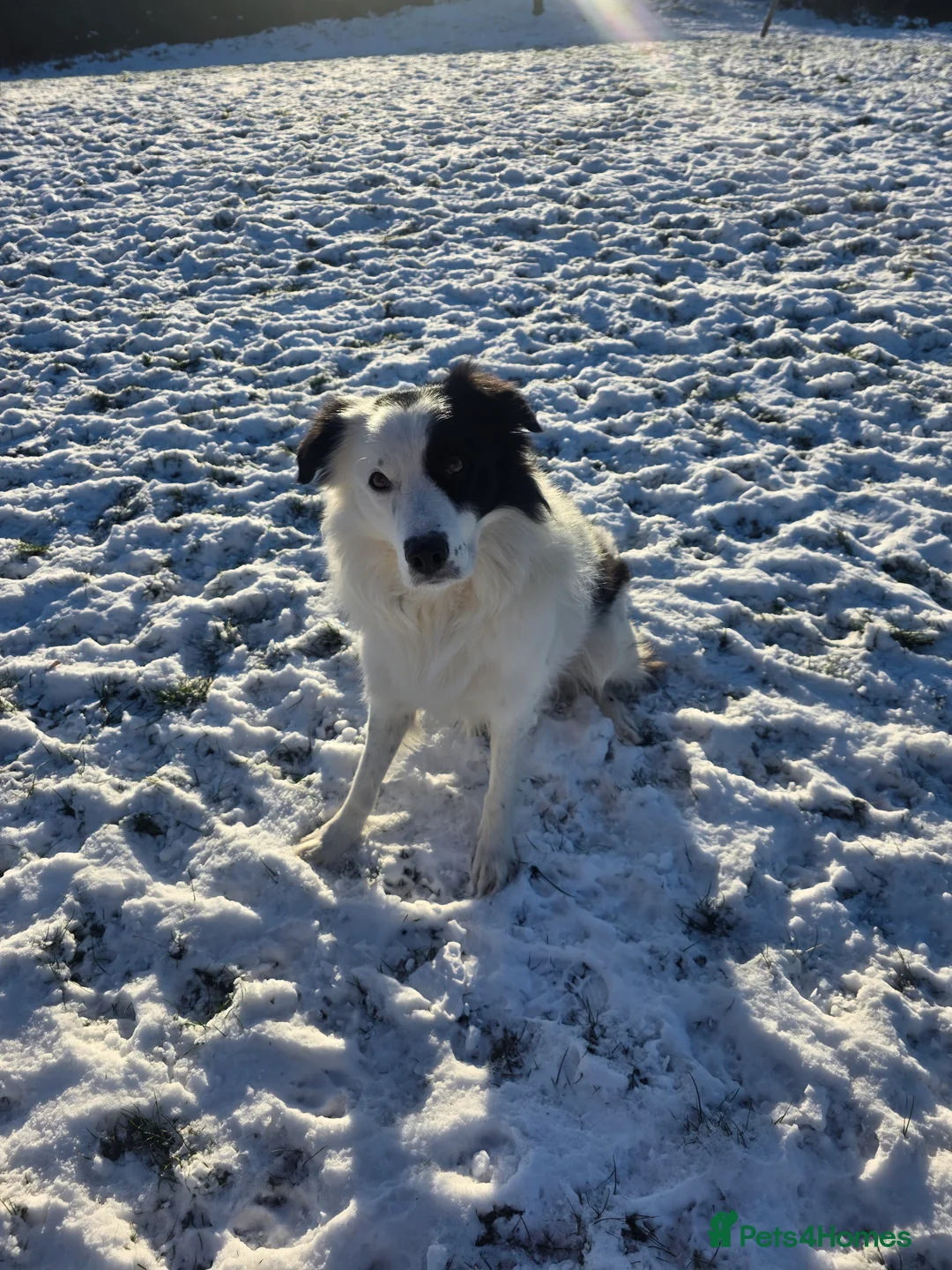 Border Collie dogs for sale: Border collie pups  - Advert 24