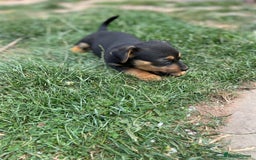 Mixed Breed dogs for sale: Jack Russell Black and Tan terrier puppies  - Image 7