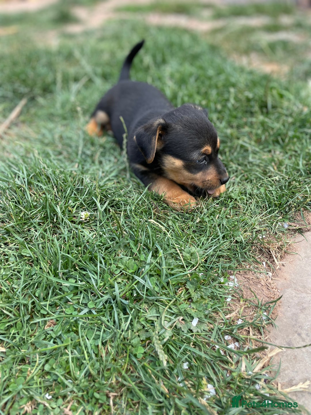 Mixed Breed dogs for sale: Jack Russell Black and Tan terrier puppies  - Image 7