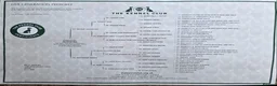 German Shorthaired Pointer dogs for sale: German short haired pointer 7 months old bitch - Advert 3