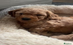 Cockapoo dogs for sale: Cockapoo puppies in Preston - Image 14