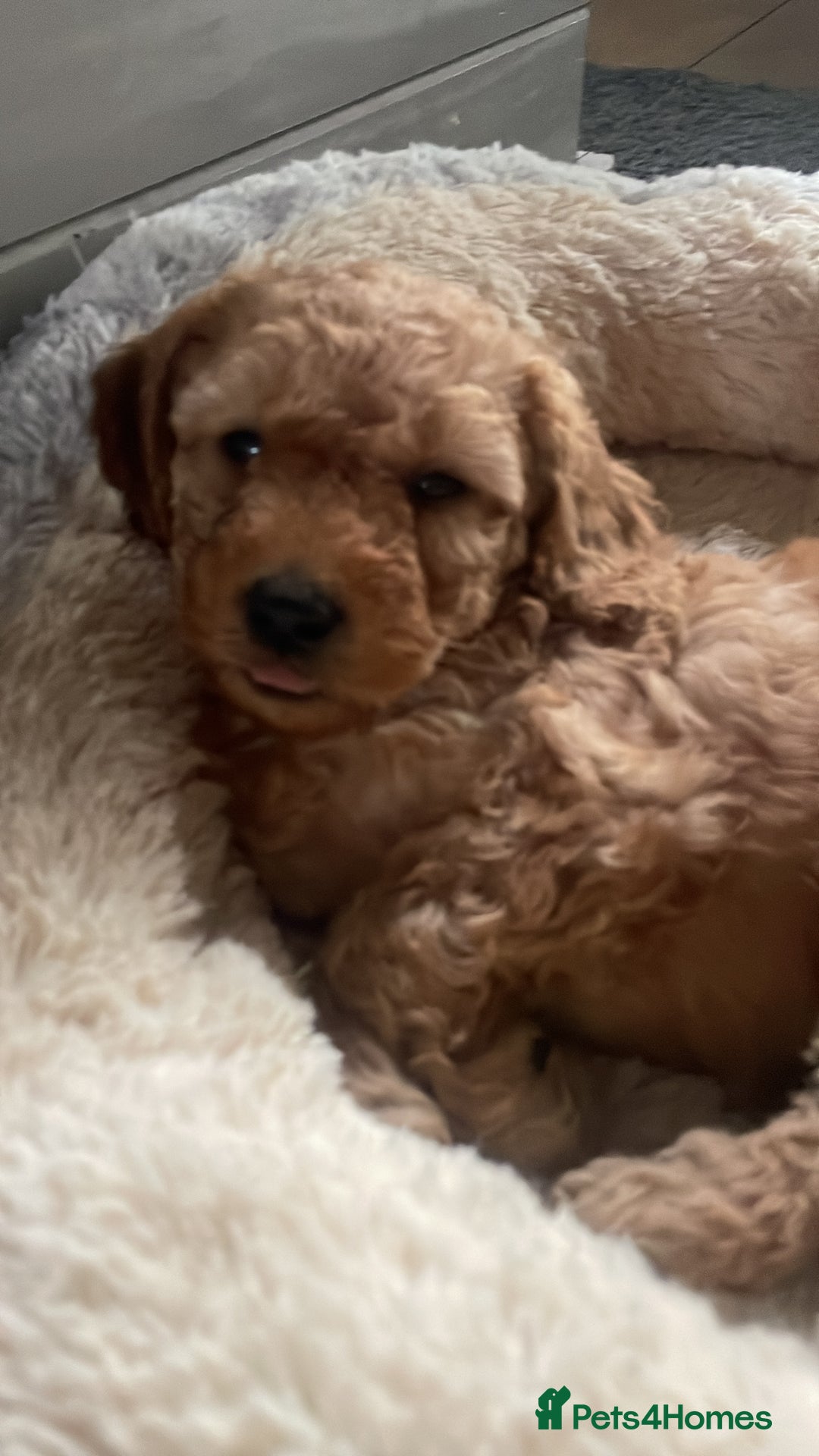 Cockapoo dogs for sale: Cockapoo puppies in Preston - Image 14