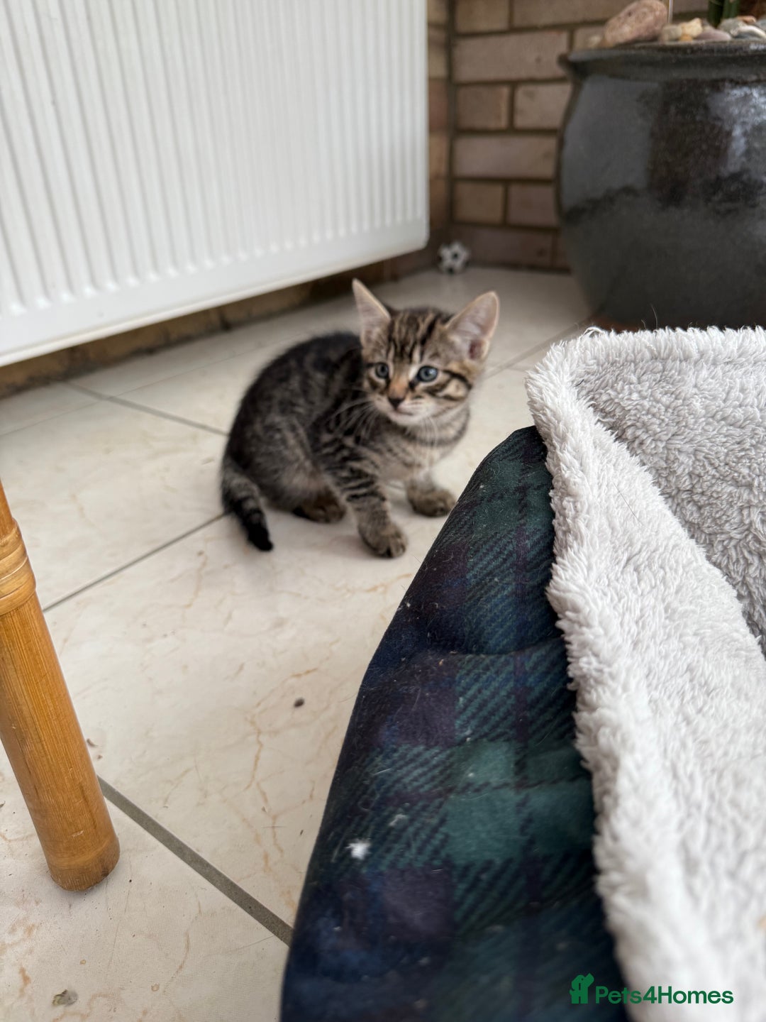 European cats for sale: 3 lovely girls  - Image 3