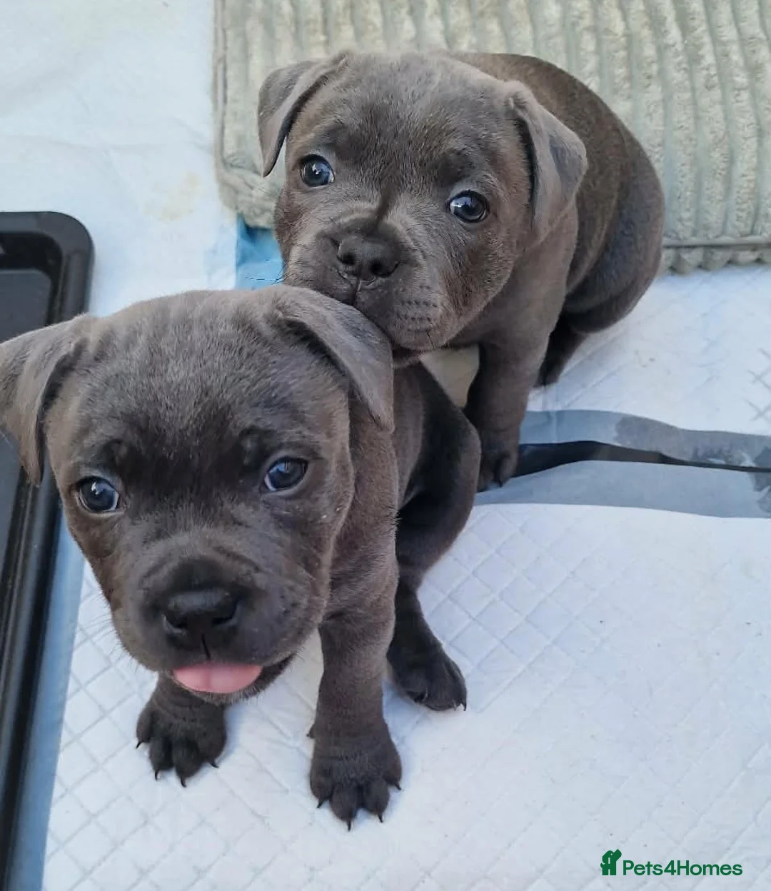 Staffordshire Bull Terrier dogs for sale: 2x KC Registered Champion Blue Staffie Puppies - Advert 8