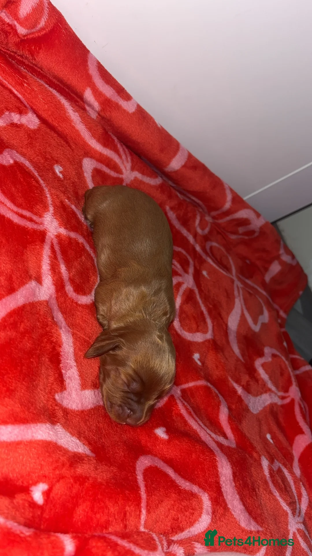 Cocker Spaniel dogs for sale: 4 working cocker spaniel males  - Advert 7