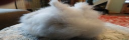 Lionhead rabbits for sale: Stunning DM Lionhead baby rabbits  - Advert 2