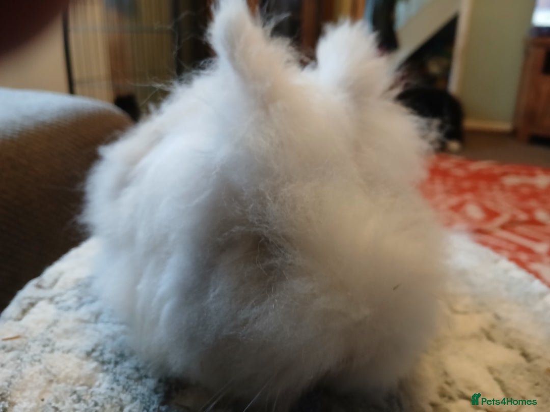 Lionhead rabbits for sale: Stunning DM Lionhead baby rabbits  - Advert 2