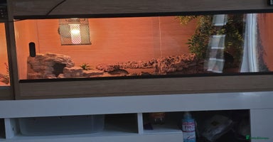 Leopard Gecko reptiles - Advert 13