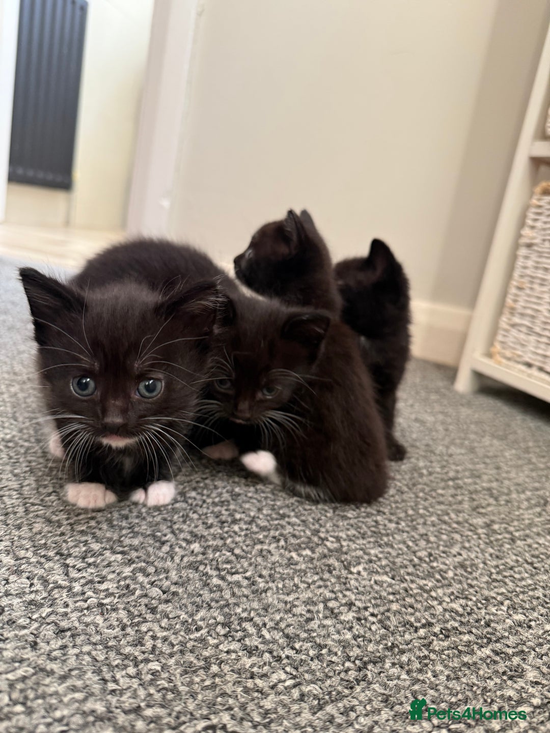 Mixed Breed cats for sale: Kittens for sale ready October 14th - Image 10