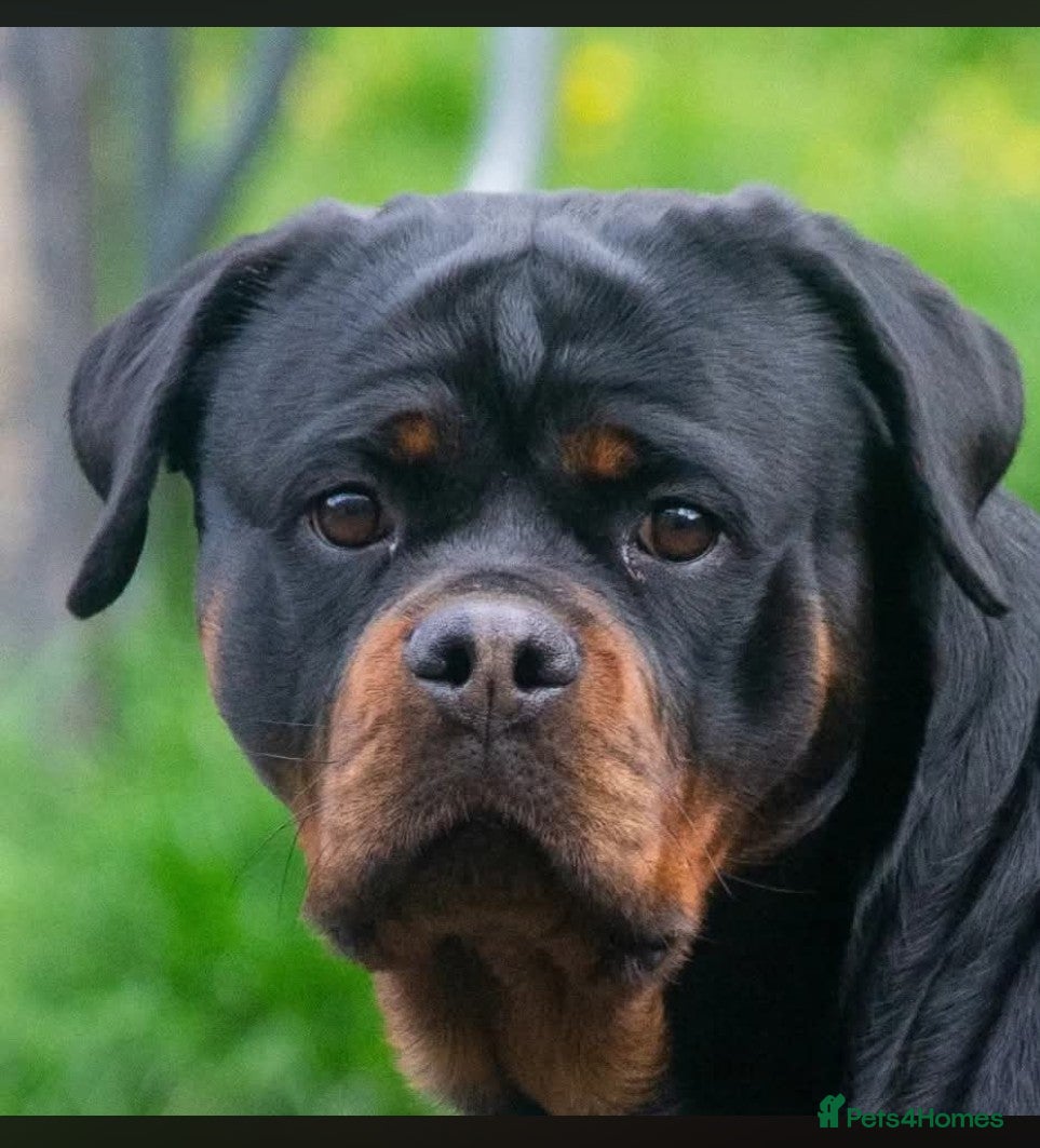 Rottweiler dogs for sale: Female Rottweiler pup for sale  - Advert 6