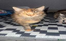 Maine Coon cats for sale: 2 mainecoon cats  - Advert 6