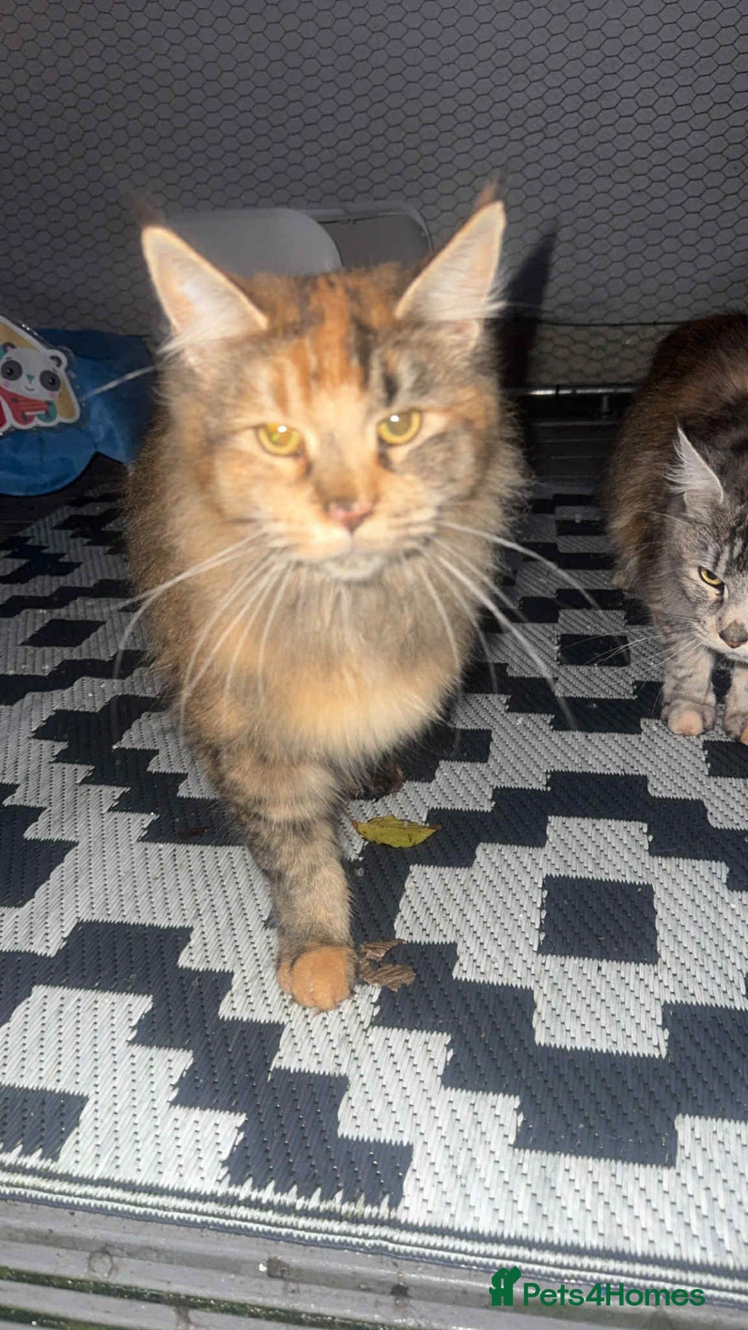 Maine Coon cats for sale: 2 mainecoon cats  - Advert 6