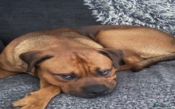 Mixed Breed dogs for sale: ❤️Loving Home Wanted for our Beloved Diego❤️ - Image 6