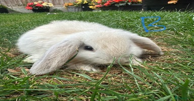 Mini Lop rabbits - Advert 2
