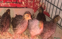 Quail poultry for sale: SEXED JAPANESE QUAILS/6TH AUGUST ! - Image 7