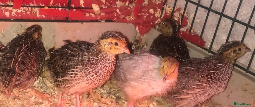 Quail poultry for sale: SEXED JAPANESE QUAILS/6TH AUGUST ! - Image 7