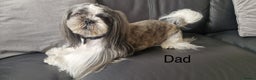 Shih Tzu dogs for sale: Shih Tzu puppies - Advert 3