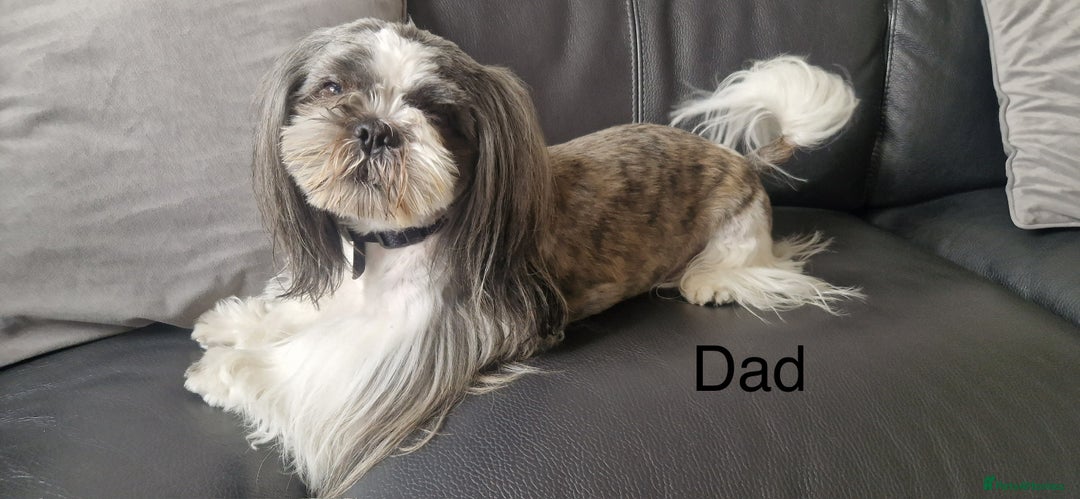 Shih Tzu dogs for sale: Shih Tzu puppies - Advert 3