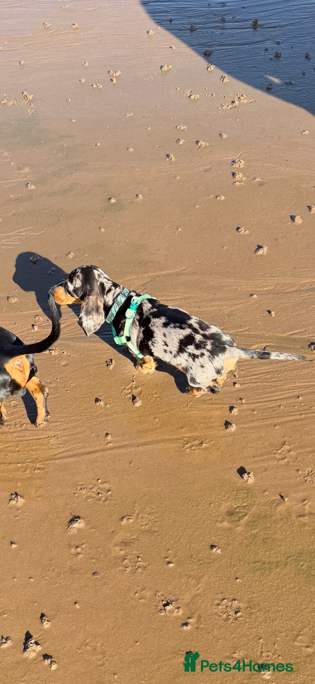 Miniature Dachshund dogs for sale: Male Silver Dapple Miniature Dachshund's  - Image 9