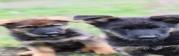 German Shepherd dogs for sale: Shorthaired German Shepherd  - Advert 13