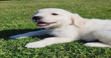 Golden Retriever dogs - Advert 2