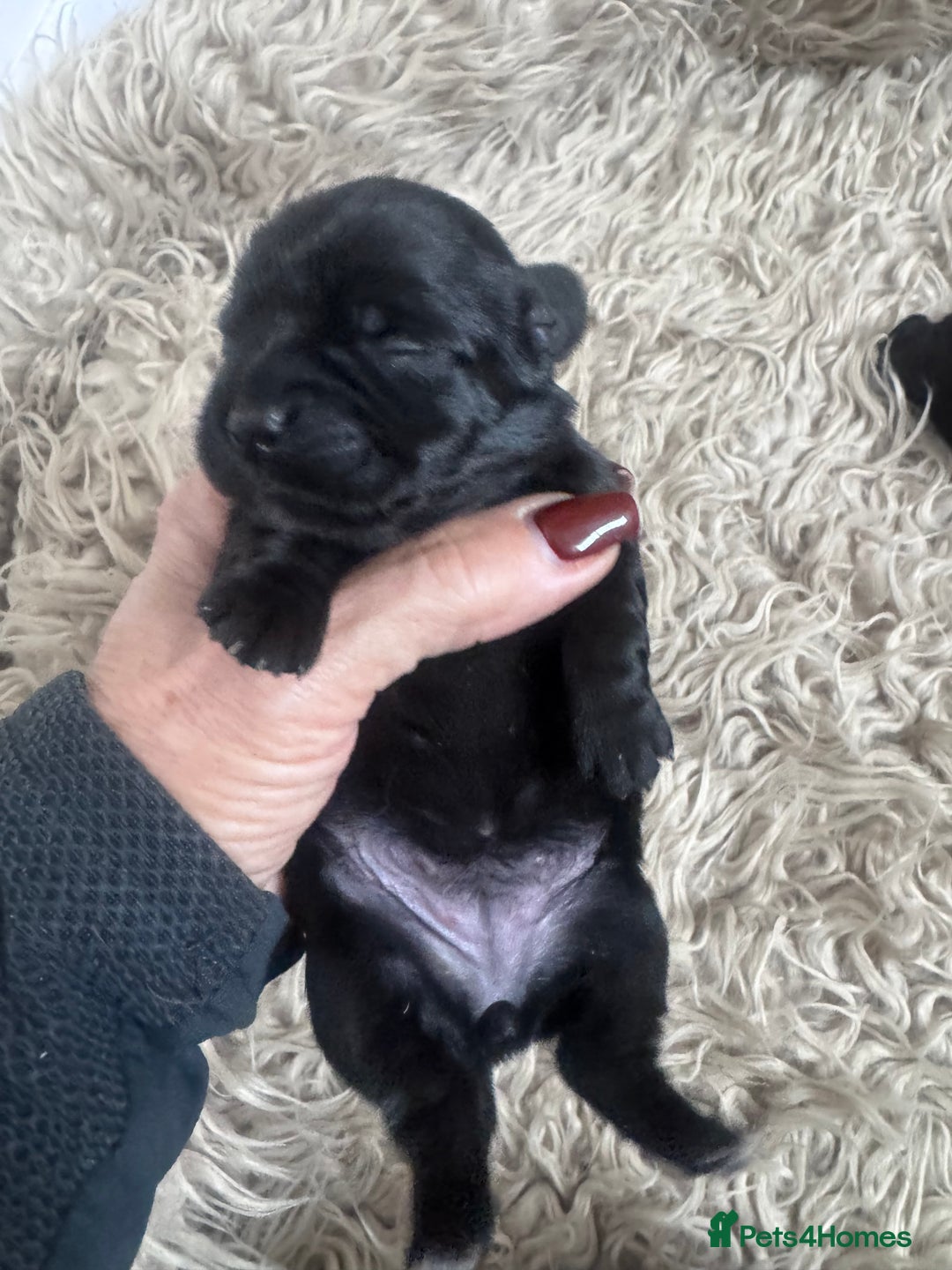 Mixed Breed dogs for sale: Schweenies  - Advert 12