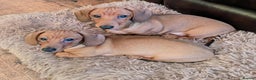 Miniature Dachshund dogs for sale: CH sired PRA IVDD mini smooth haired Dachshunds   - Advert 19
