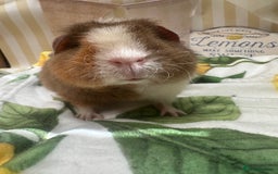Guinea Pig rodents for sale: Teddy guinea pigs  - Image 8