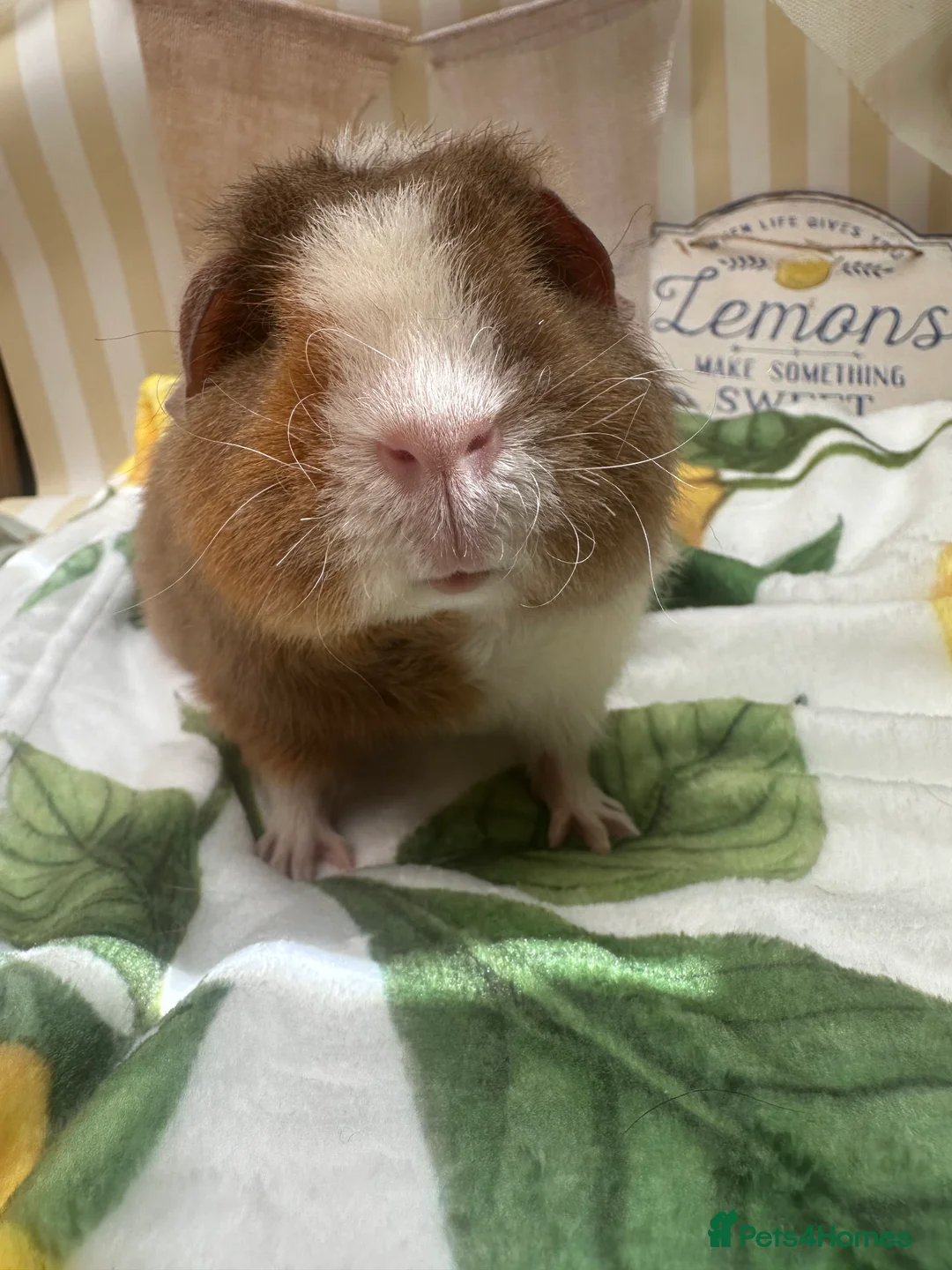 Guinea Pig rodents for sale: Teddy guinea pigs  - Advert 8