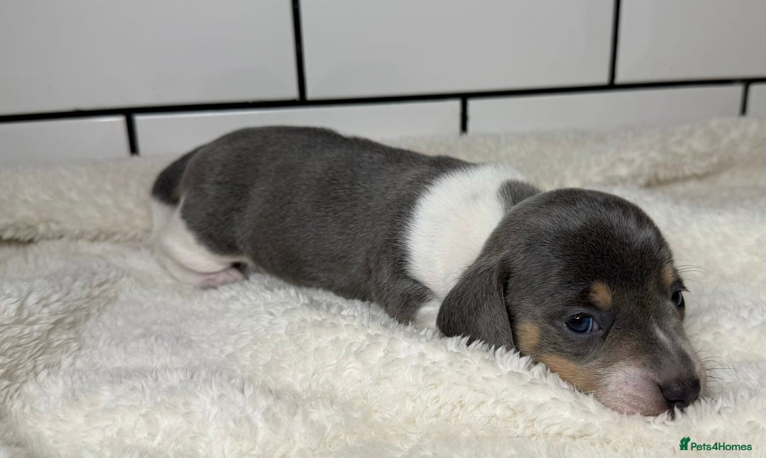 Miniature Dachshund dogs for sale: STUNNING MINIATURE DACHSHUNDS DAPPLE KC  - Advert 7