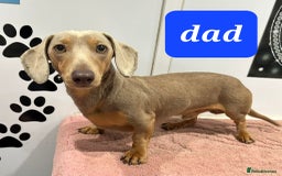 Dachshund dogs for sale: Xxx Beautiful dachshund puppies Xxx - Image 4