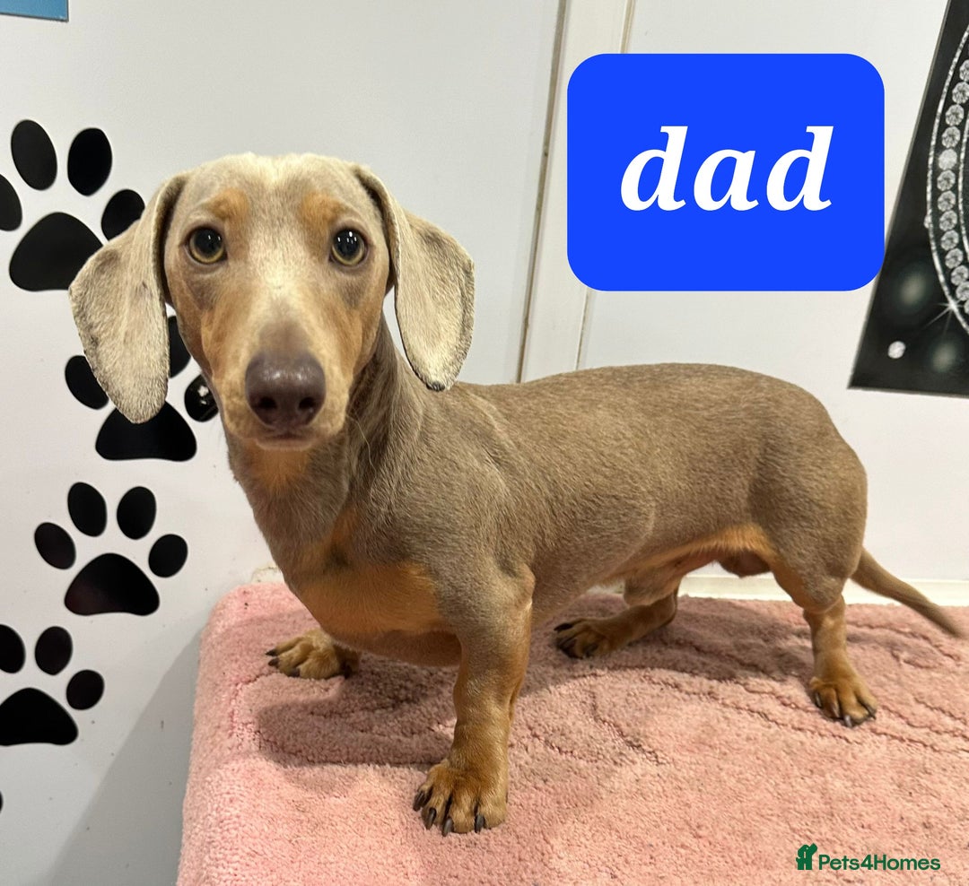 Dachshund dogs for sale: Xxx Beautiful dachshund puppies Xxx - Image 4