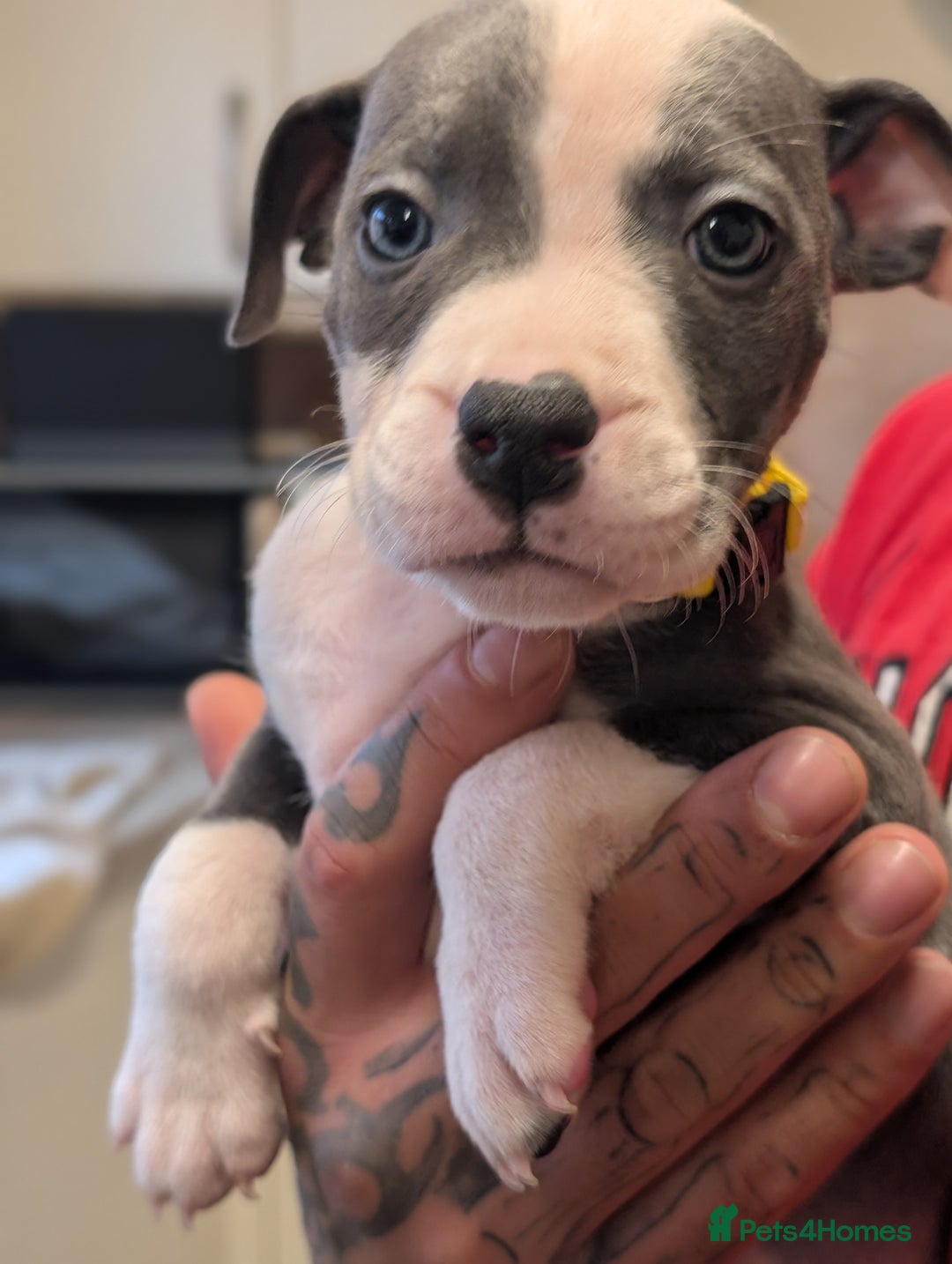 Staffordshire Bull Terrier dogs for sale: Blue/blue&white staffs - Image 7