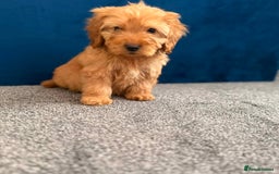 Cockapoo dogs for sale: Ready to go beautiful puppies  - Advert 4