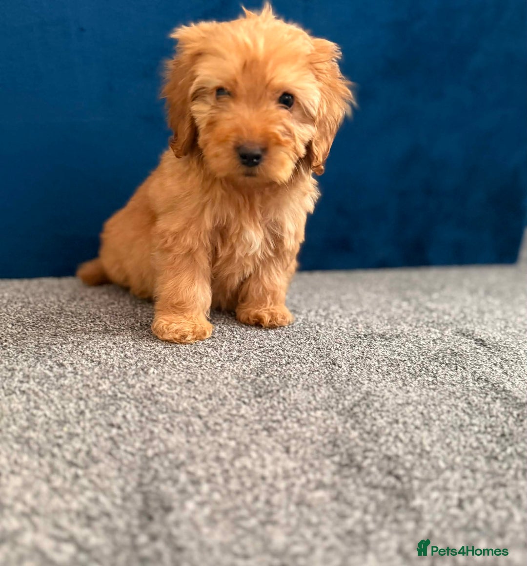 Cockapoo dogs for sale: Ready to go beautiful puppies  - Advert 4