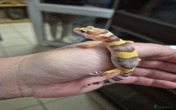 Gecko reptiles for sale: Leopard and crested geckos - Image 2