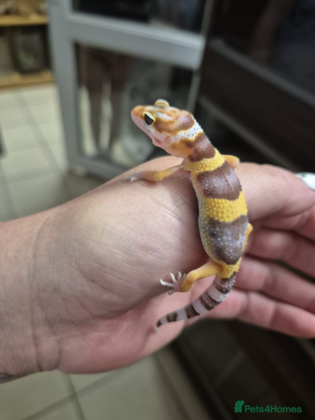 Gecko reptiles for sale: Leopard and crested geckos - Image 2