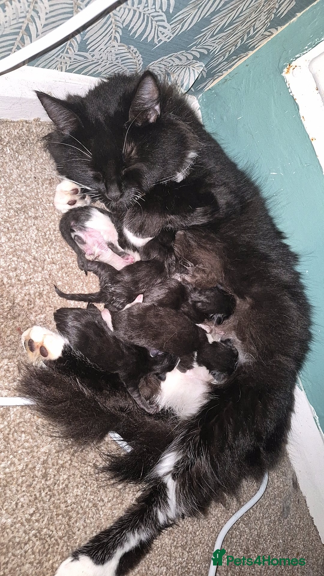 British Longhair cats 3 Kittens need homes - Advert 7