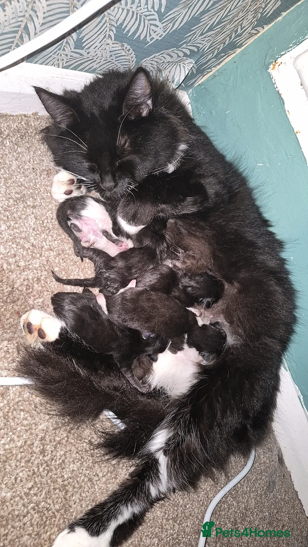 British Longhair cats for sale: 3 Kittens need homes - Advert 1