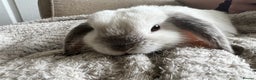 Mixed Breed rabbits for sale: Bonded pair of rabbits - Advert 2