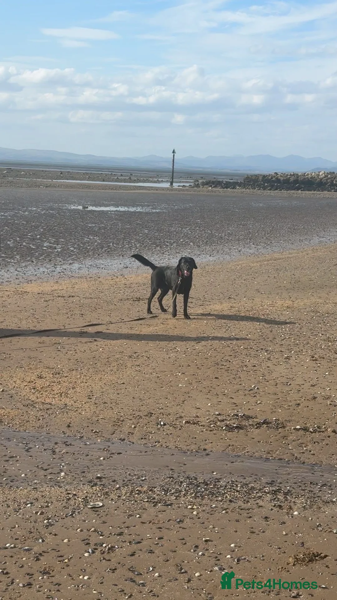Mixed Breed dogs for sale: Labrador x for rehome - Advert 7